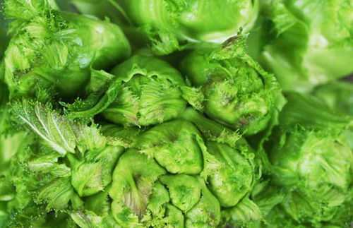儿菜种植技术揭秘：如何实现高产高效？
