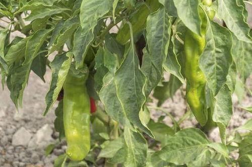 《辣椒种植技术揭秘：如何打造丰收季？》
