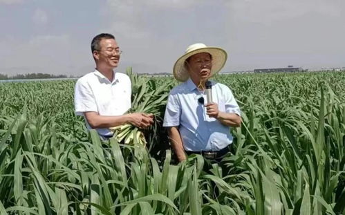 《菌草种植技术：揭秘可持续农业的未来之星》