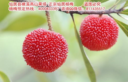 东魁杨梅种植技术揭秘：如何培育出硕果累累的“果中珍品”？
