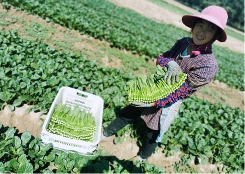广东菜心种植技术揭秘：如何打造绿色健康餐桌？