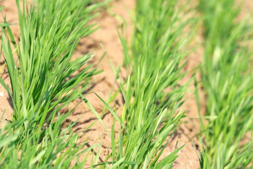 韭菜种植技术全攻略：如何在家轻松种出鲜嫩美味