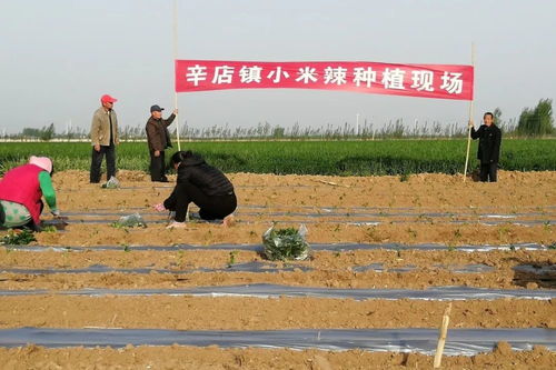 小米辣种植新篇章：揭秘高效益的秘密武器