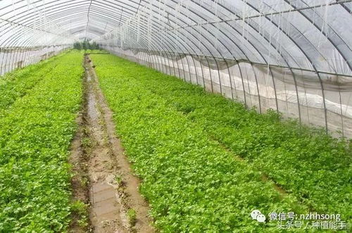 揭秘温室蔬菜种植革命：如何让绿色更高效？