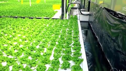 揭秘青菜高效种植技术：如何让绿叶蔬菜产量翻倍？