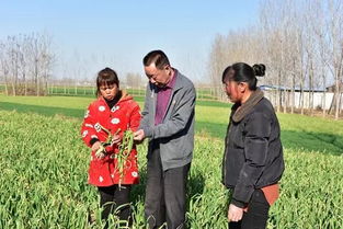《大大蒜种植攻略：揭秘高产高效秘诀，您准备好迎接丰收了吗？》