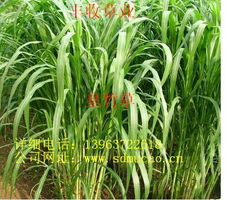 牧草种植技术革新：如何提高产量、保障生态平衡？