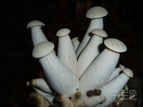 揭秘菇类种植新篇章：技术革新引领产业升级