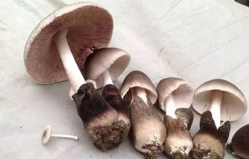 《探秘磨菇王国：揭秘高效磨菇栽培种植技术》