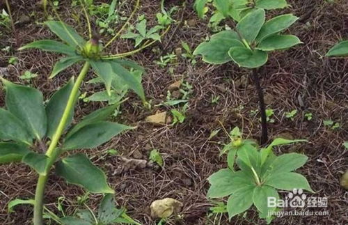 揭秘重楼子种植奥秘：如何打造高效益的绿色产业？