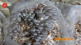 姬菇种植新篇章：揭秘高效益的栽培秘诀