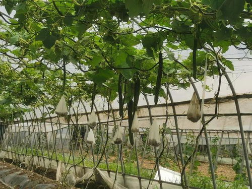 揭秘丝瓜种植奥秘：轻松掌握高效种植技术