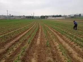 玉米一垄双行种植技术：如何提高产量，助力农业现代化？