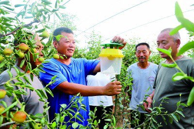 揭秘沾化冬枣种植技术：如何打造高品质的“金果”？