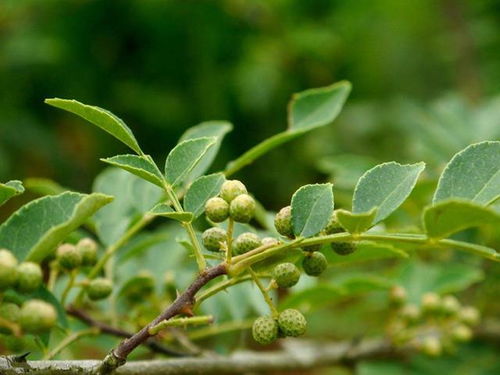 花椒种植技术揭秘：如何让“香辣之果”高产优质？