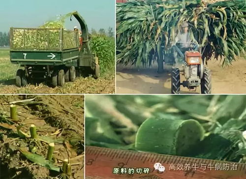 青储玉米种植技术革新：揭秘高效益的秘密武器