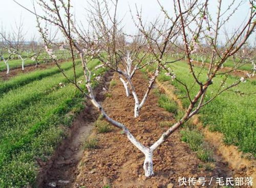 《桃树种植攻略：如何让果实更甜美？》