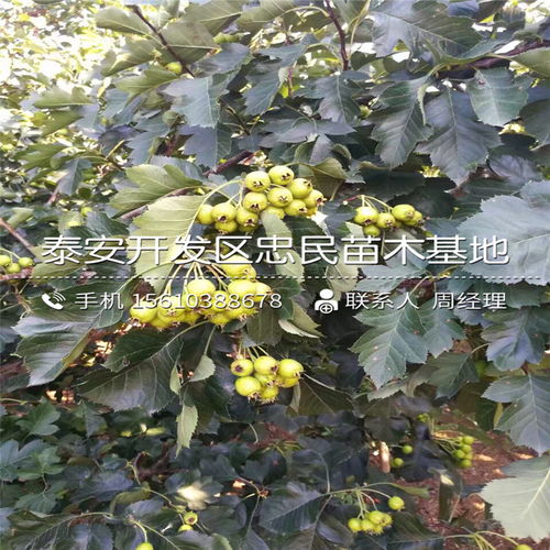 《山楂树种植：揭秘提升产量的五大秘籍》（自然融入“山楂树种植”作为主关键词）