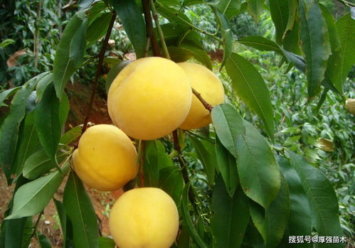 黄桃种植技术揭秘：如何打造高品质黄桃产业？