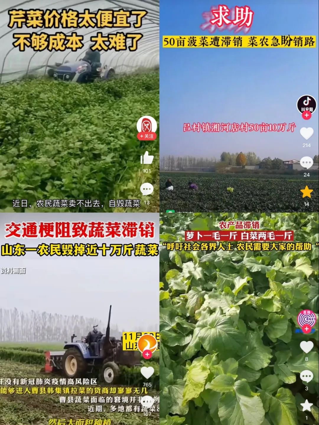 多地蔬菜滞销难题：河南30万吨蔬菜难卖出，菜农生计受困