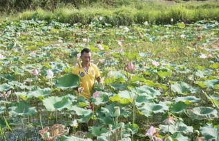 莲子种植技术解析：如何打造高品质莲蓬？