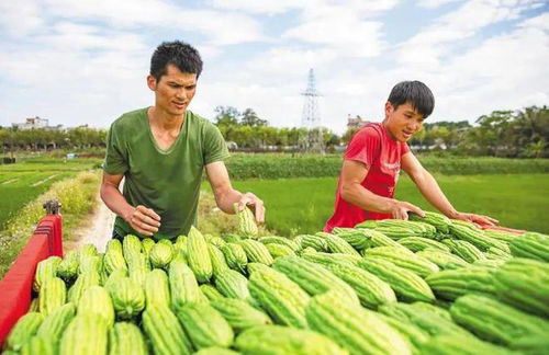 苦瓜种植：揭秘高效管理之道，助力农民增收