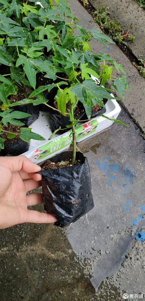 《揭秘红心木瓜种植奥秘：如何打造高效益的绿色产业？》