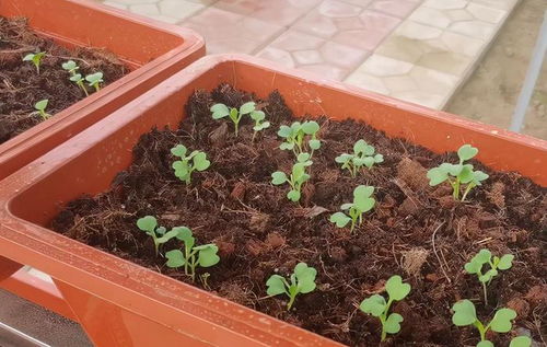青菜种植攻略：如何让您的菜园绿意盎然？