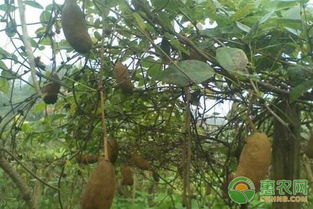 揭秘八月炸种植技术：如何培育出优质果实？