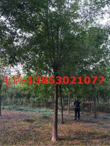 探索皂角树种植奥秘：揭秘高效种植技术，打造绿色生态财富