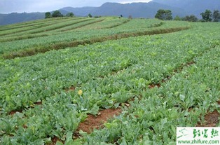 板蓝根种植技术解析：揭秘药草界的“抗生素”如何高效栽培