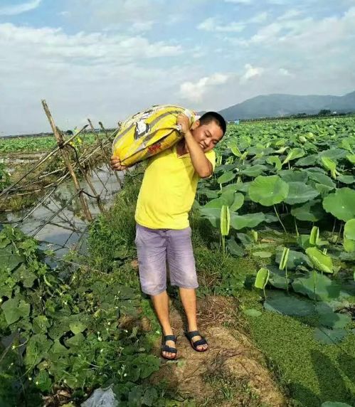 《深耕水田，细品藕香：揭秘藕的高效种植技术》