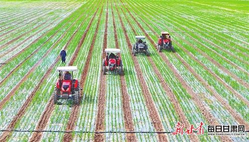 揭秘吾谷网种植技术：农业新势力如何引领高效农业时代？