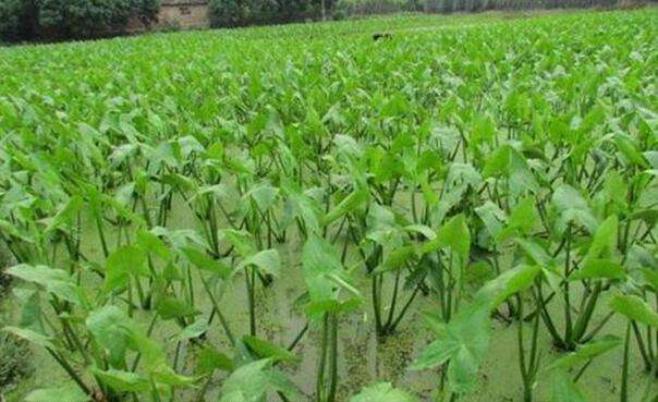 茨菇种植新篇章：揭秘高效栽培技术，助您丰收在望！