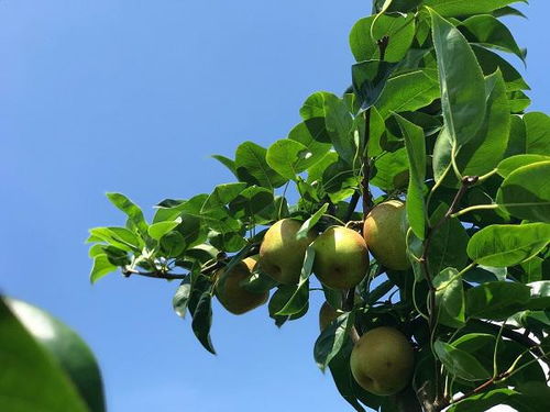揭秘四季梨种植奥秘：如何打造高品质果品？