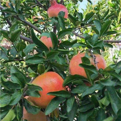 石榴种植新篇章：揭秘高效栽培技术，助力果农增收