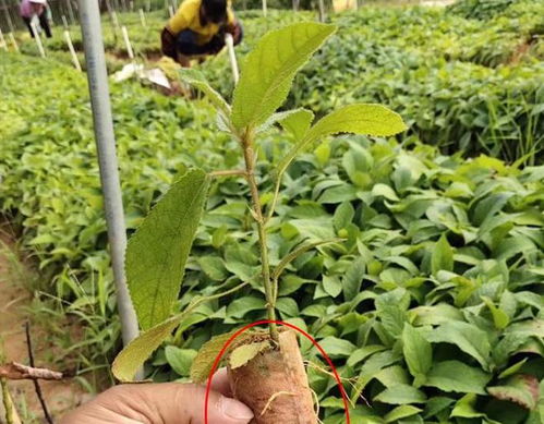五指毛桃种植技术揭秘：如何高效培育这一珍稀药材？