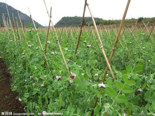 荷兰豆种植技术揭秘：如何打造丰收季？