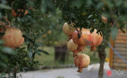 石榴种植技术揭秘：如何培育出高品质的“宝石果”？