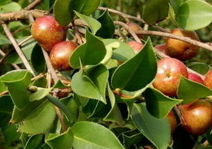 揭秘油茶种植新篇章：技术革新助力产业升级