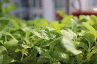 《小白菜种植攻略：揭秘高效栽培技巧，提升产量与品质！》