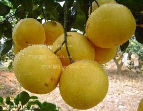 葡萄柚种植技术：揭秘高效益的绿色之路