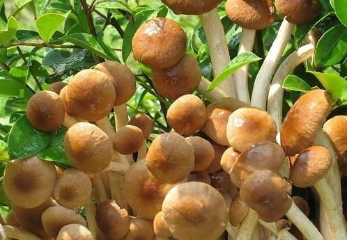 茶树菇种植攻略：如何在家轻松培育这一美味菌菇？