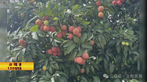 《荔枝种植技术揭秘：如何打造优质果品？》