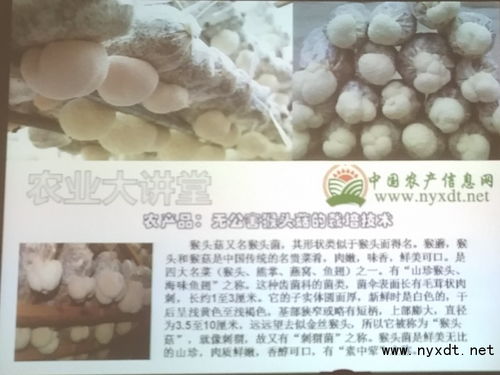 猴头菇种植：揭秘高效益真菌农业的“美味”秘密