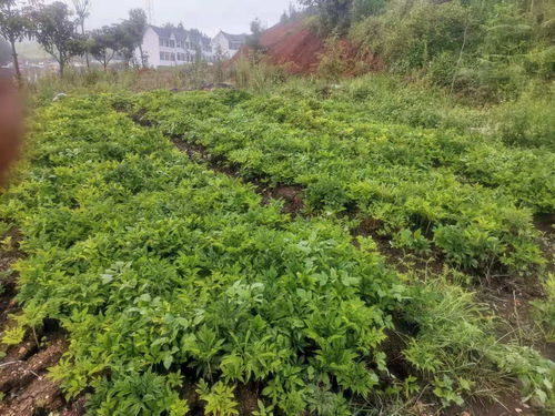 揭秘花魔芋种植之谜：如何培育出高效益的“地下珍珠”？