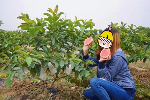 红心番石榴种植攻略：揭秘高效益的秘密武器