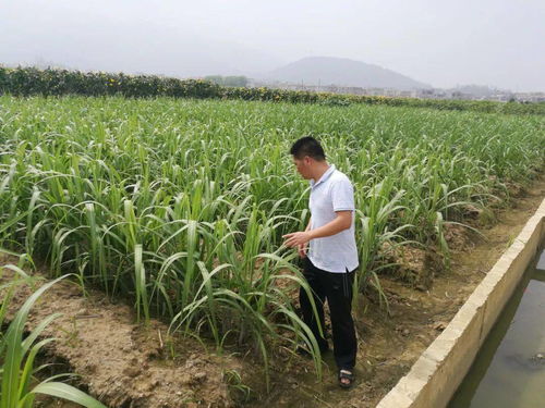 果蔗种植技术新篇章：揭秘高效益的绿色之路