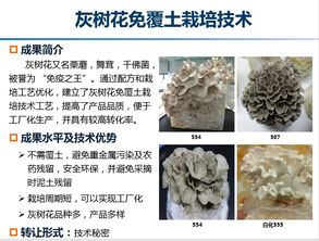 揭秘灰树花种植：技术革新引领食用菌产业新篇章
