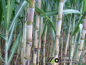 揭秘甘蔗种植奥秘：视频教程助您高效产糖